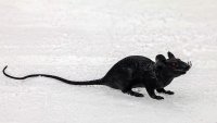 Fake rate on the ice