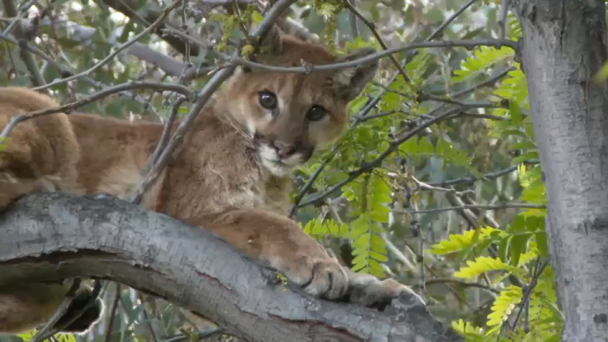 Mountain lion spotted perched in tree of Santa Clarita home – NBC Los Angeles