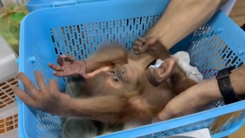 ORANGUTAN BABY IN LAUNDRY BASKET