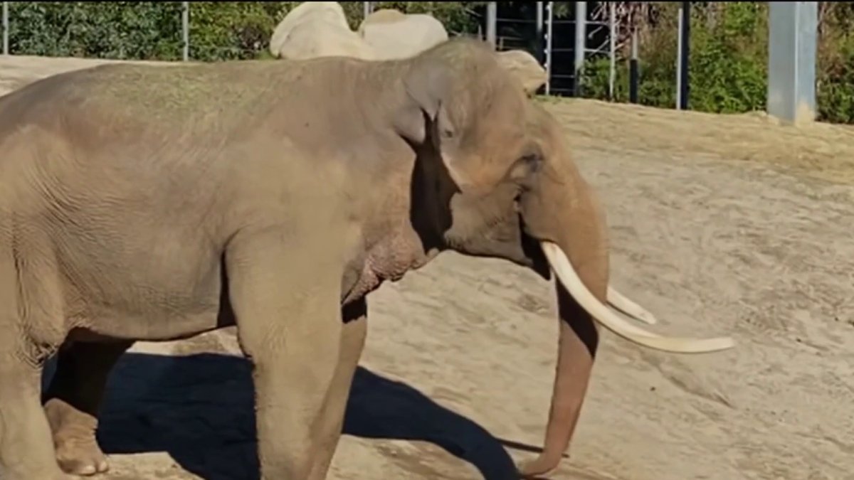 LA Zoo Elephants Relocated to Tulsa for Accreditation