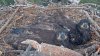 ‘Fledge Watch 2025' will soon begin for the young Big Bear bald eagles