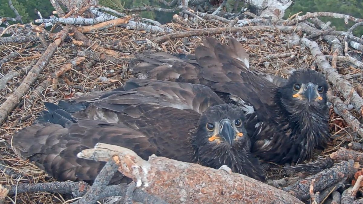 Fledge Watch Begins for Bald Eagles Sunny, Gizmo in Big Bear Valley