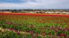 Thirty acres are still abloom, so The Flower Fields will stay open longer