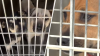 Yet another overcrowding crisis looming over LA Animal shelters
