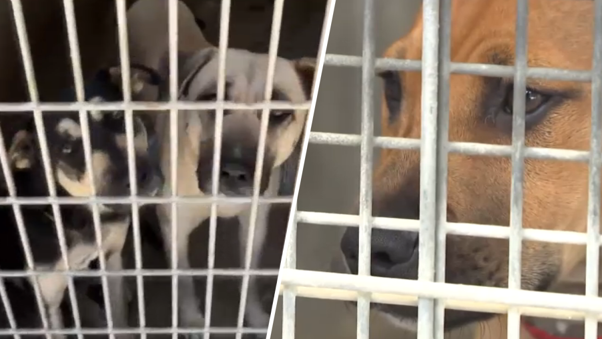 LA Animal Shelters Face Overcrowding Crisis with 900 Pets Safe for Adoption