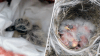 Birds, nests relocated from fire-affected areas are thriving