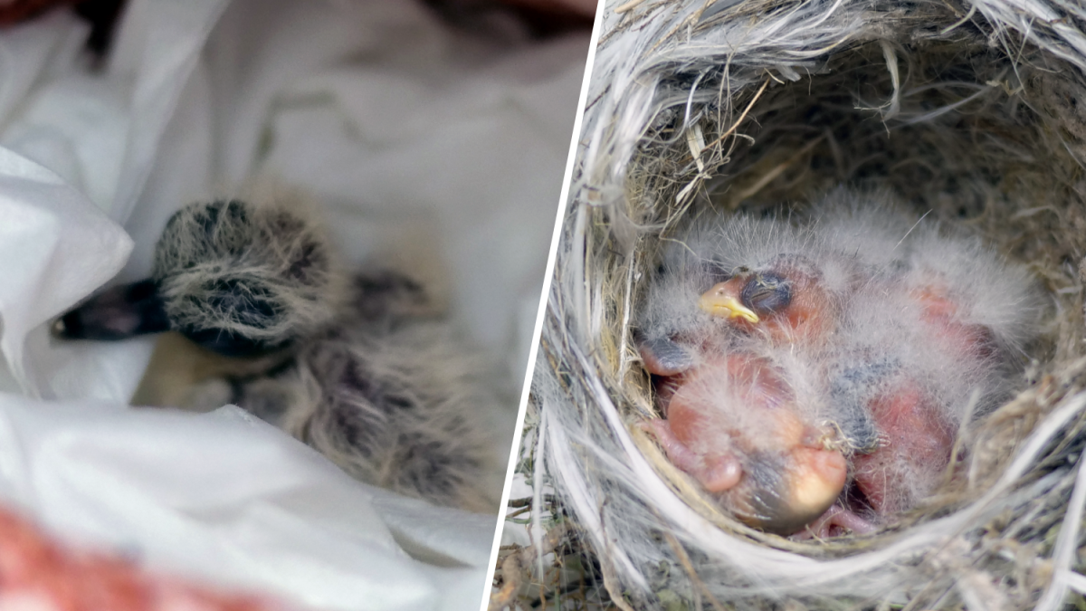 Bird nests relocated from fire-affected areas are thriving – NBC Los Angeles
