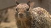 Booming squirrel population leads to Santa Monica's insistence not to feed wildife