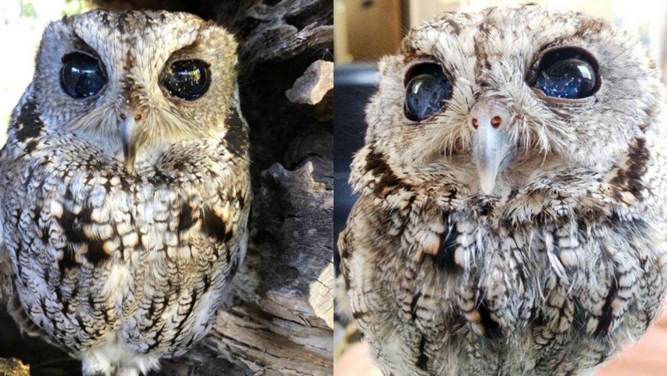 Farewell, Zeus: Wildlife Learning Center mourns 'the owl with the