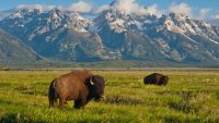 American Bison graze at the Grand Teton National Park.