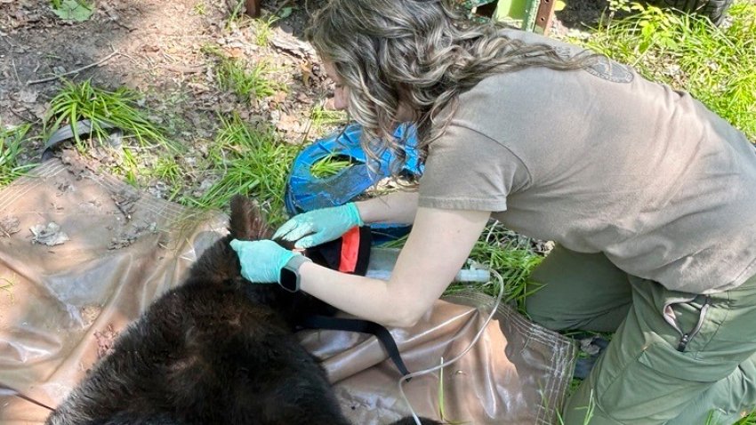 In this image provided by the Michigan Department of Natural Resources, wildlife biologist Angela Kujawa collects data from an immobilized black bear after a lid was removed from the animal’s neck near Hillman, Michigan, on June 3, 2025.