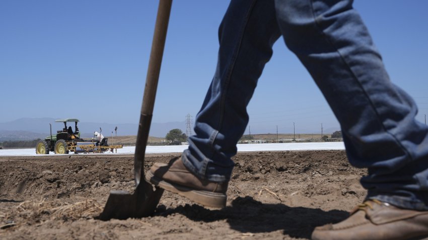 A farm worker checks the land as workers plow a strawberry field in Oxnard, Calif., on Wednesday, June 18, 2025.