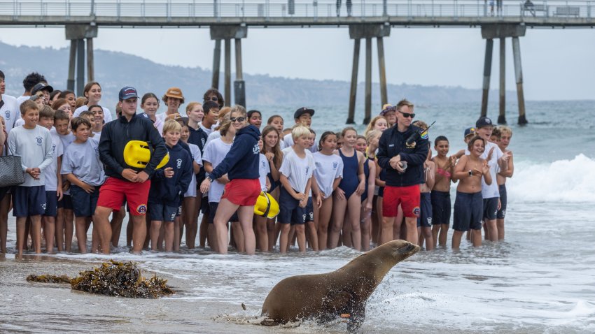 Sea lion pups released