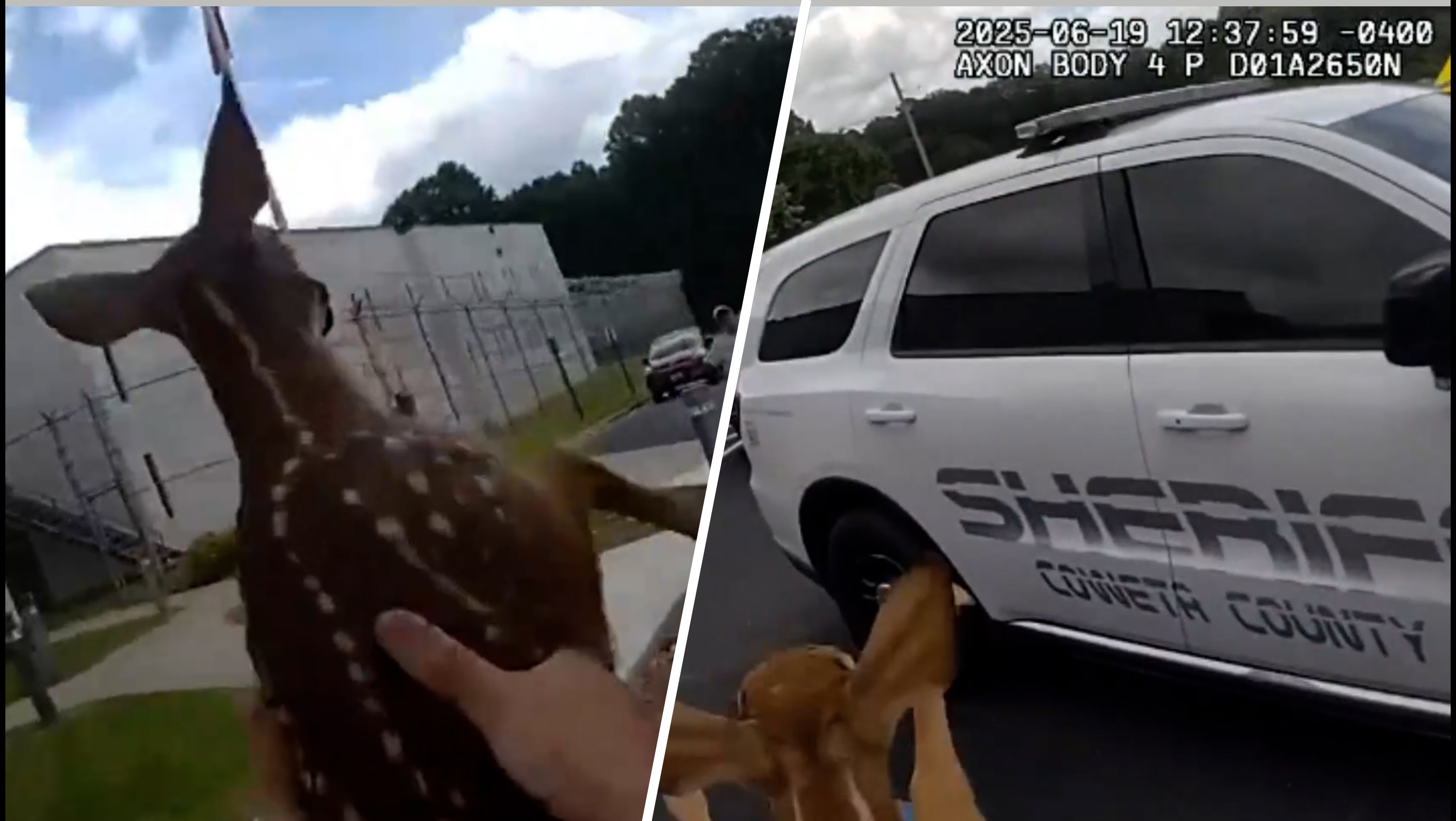 Wisconsin, Georgia Authorities Rescue Trapped Baby Deer