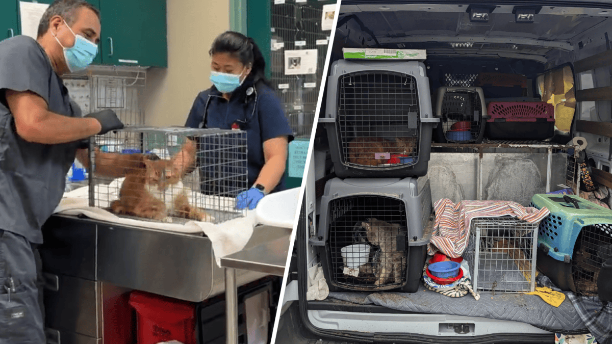 19 Cats rescued from squalor inside stolen U-Haul in Monrovia – NBC Los ...