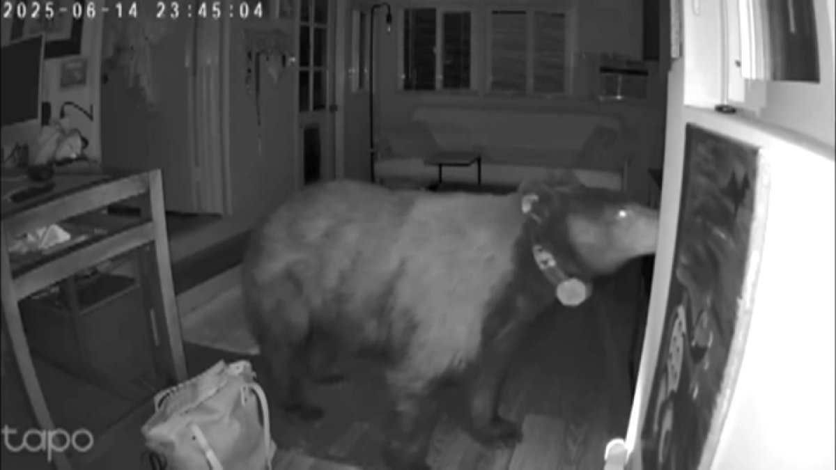 Monrovia bear confronted by small dog during break-in – NBC Los Angeles