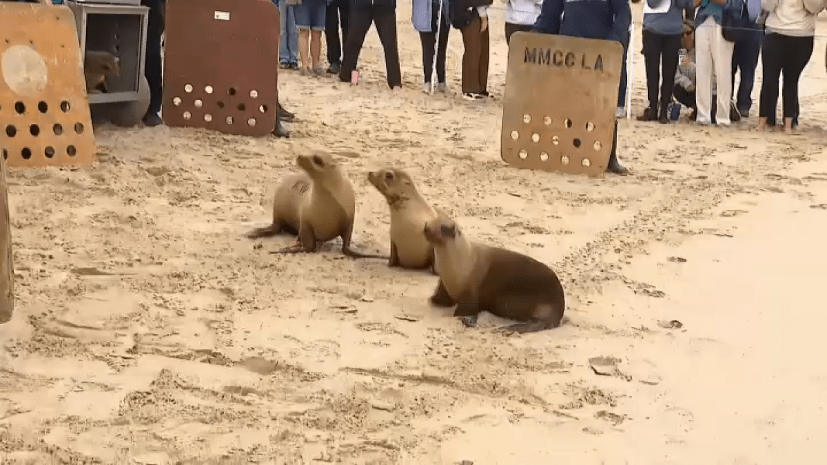4 sea lions released into ocean in Venice – NBC Los Angeles