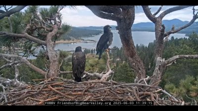 Big Bear eaglet update: Sunny returns home from her first flight – NBC