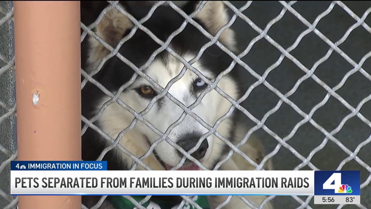Pets are packing shelters in SoCal as more families face deportation ...