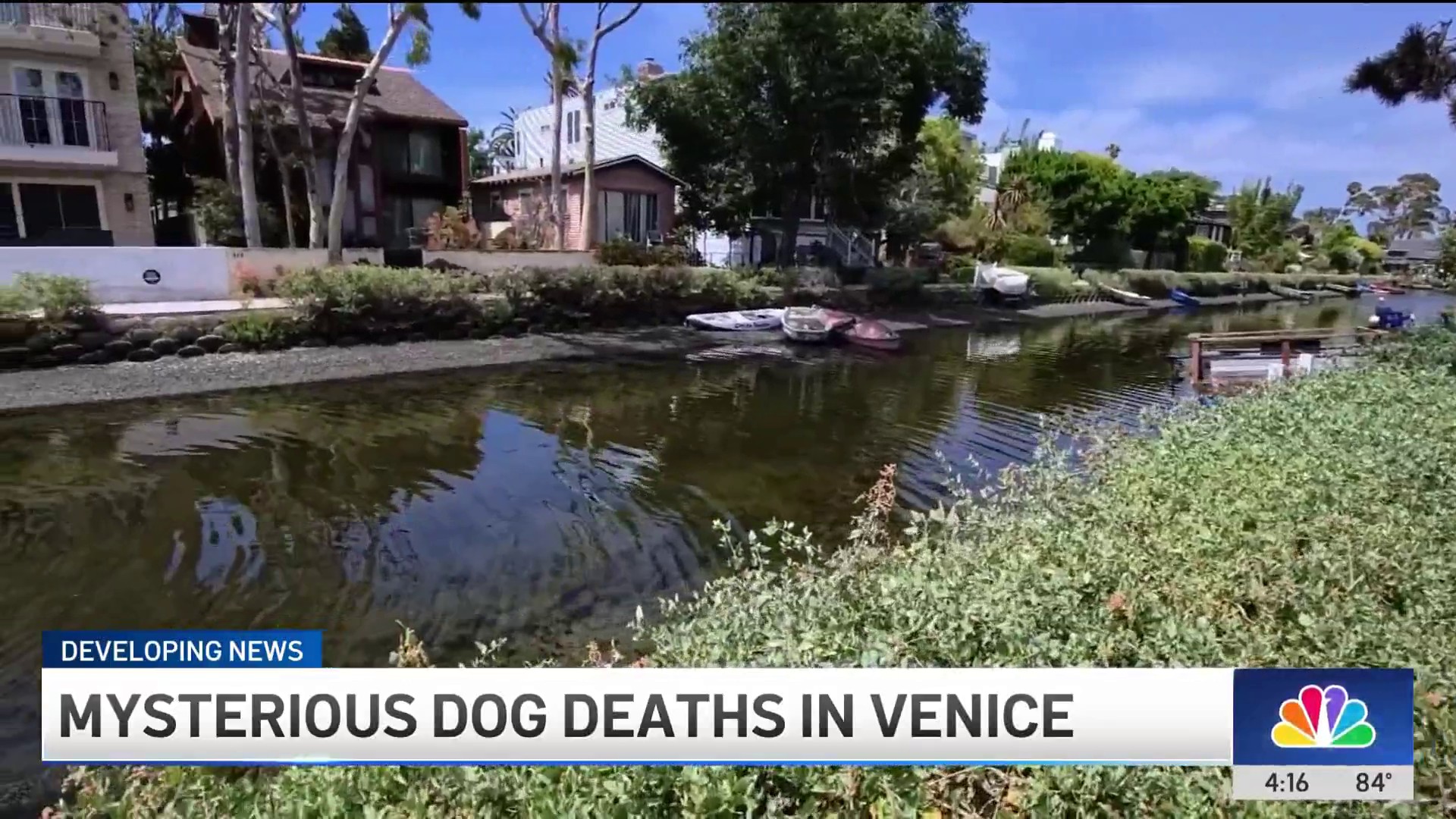 What's sickening and killing dogs in Venice?, image size:1920x1080