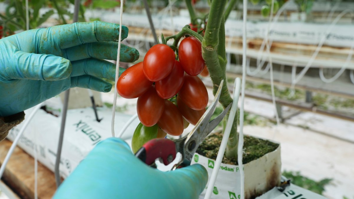 Here's how a major Mexican tomato exporter is affected by Trump's 17% tariff 1
