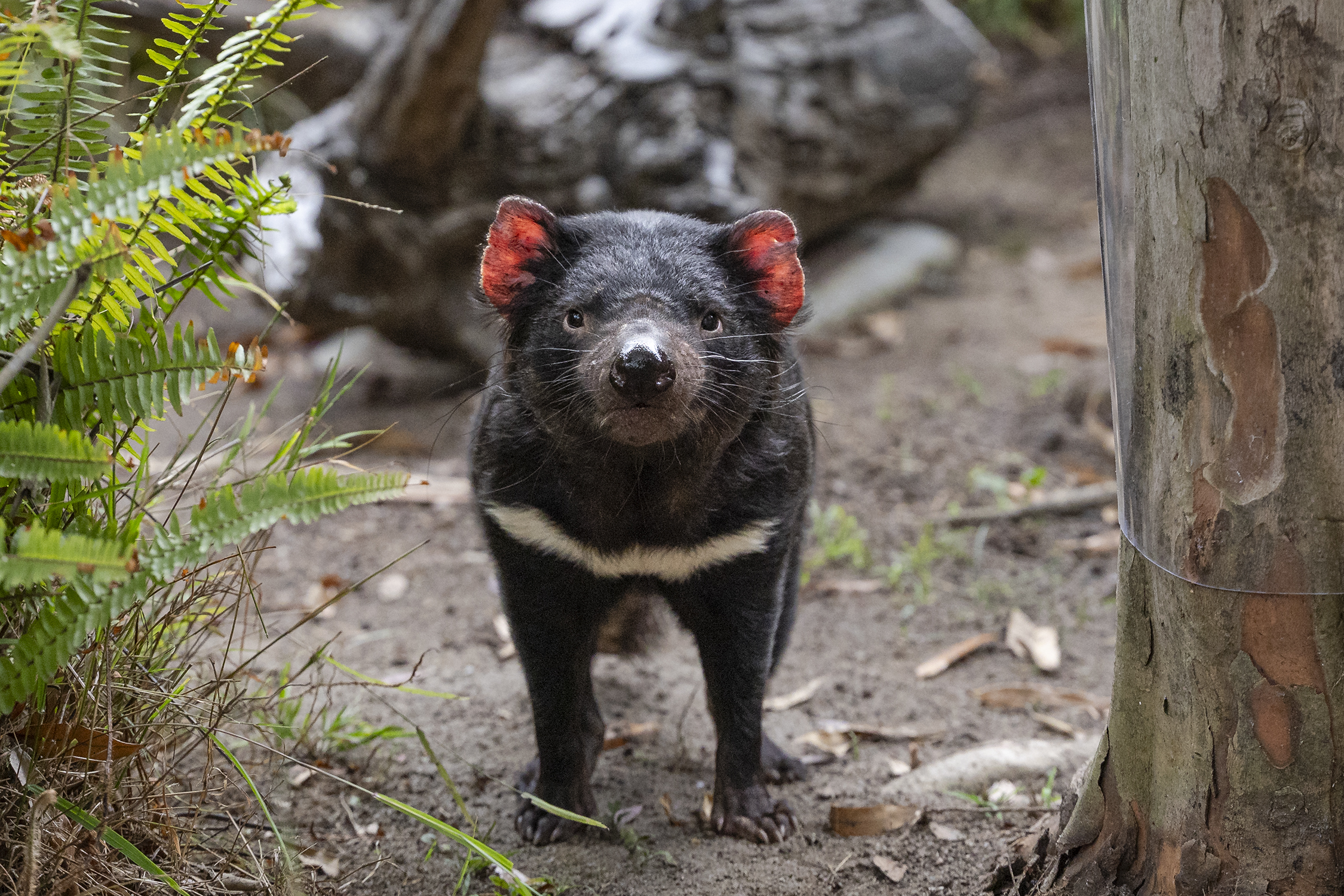 コレクション 2011 1oz Australia Tasmanian Devil Say g'day to a pair of Tasmanian devils at San Diego Zoo – NBC Los