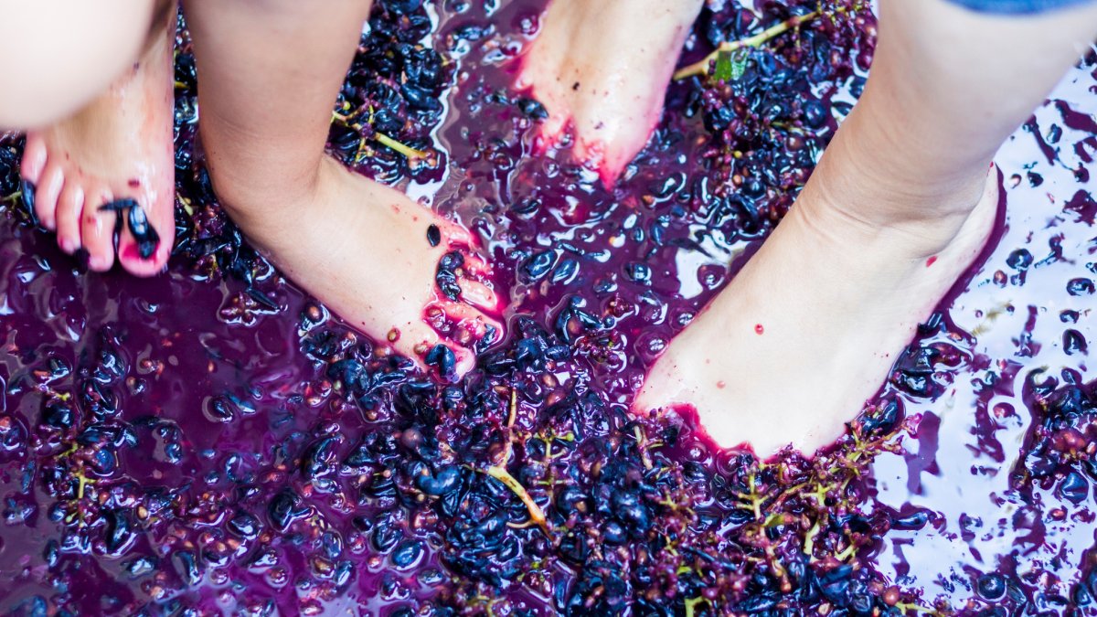 Grape-stomping season is juicily arriving at Golden State wineries
