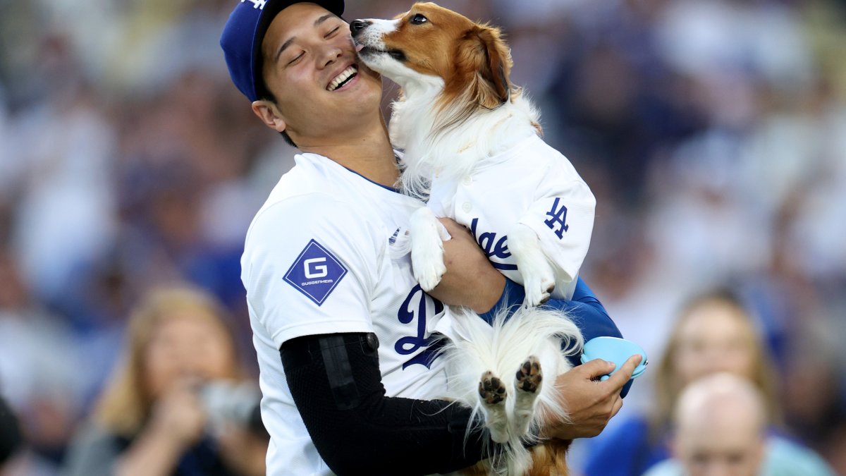 Decoy, Shohei Ohtani’s dog, to be featured in new children’s book – NBC Los Angeles