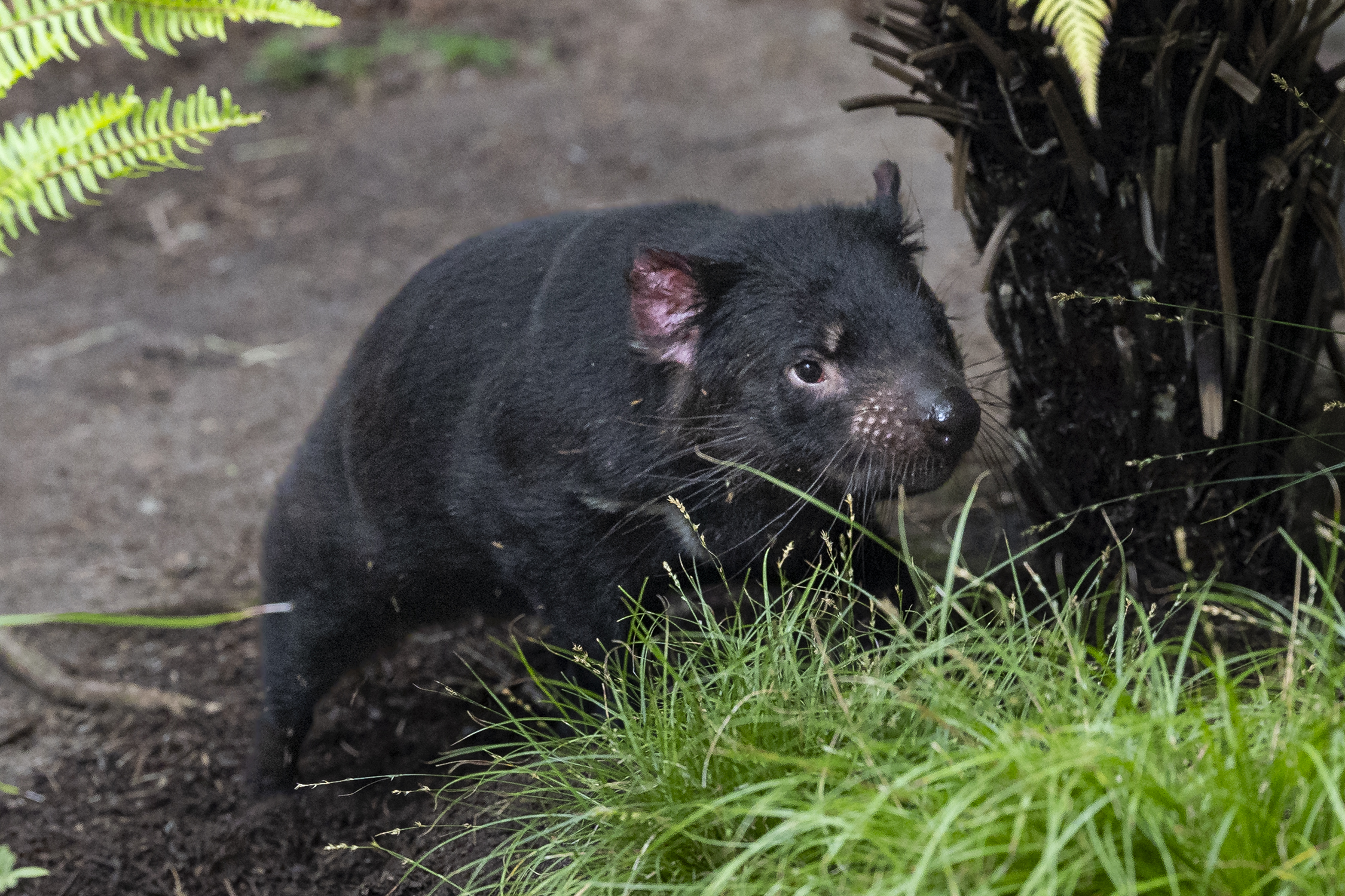 Say g'day to a pair of Tasmanian devils at San Diego Zoo – NBC Los