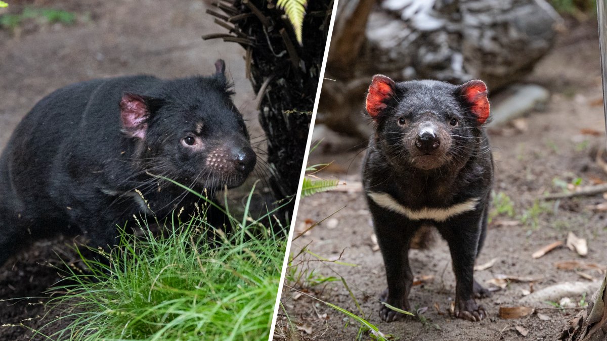 San Diego Zoo Welcomes Endangered Tasmanian Devils From Australia