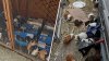 Hundreds of guinea pigs found at South LA residence need homes