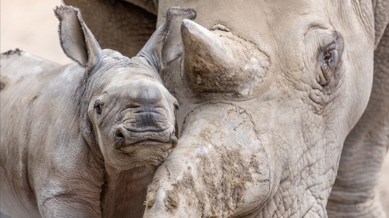 Safari West celebrates the birth of Ozzy, an adorable White Rhino