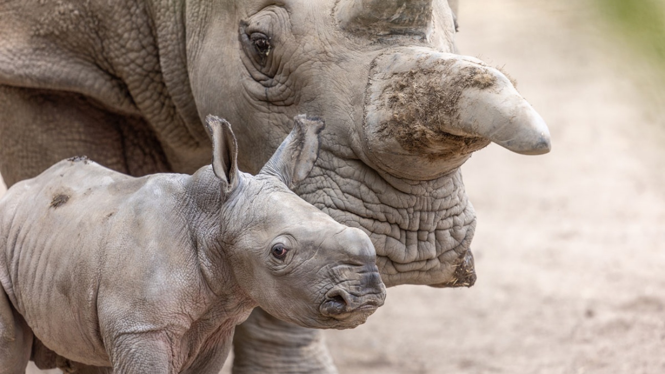 Safari West celebrates the birth of Ozzy, an adorable White Rhino