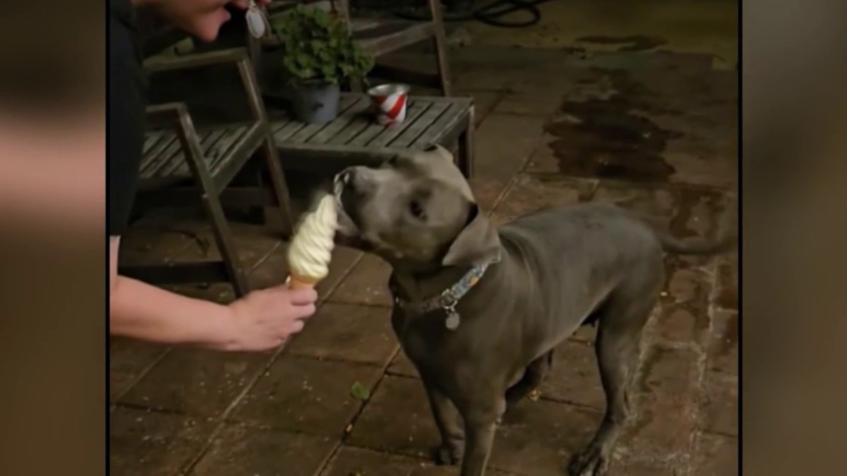 Long Beach dog adopted after 400 days in a shelter – NBC Los Angeles