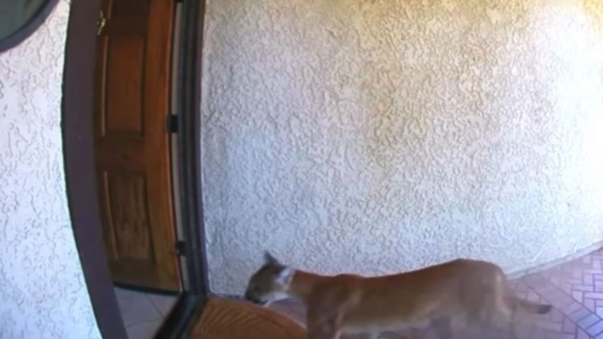 A mountain lion walks through the front door of a La Verne home Saturday Aug. 16, 2025.
