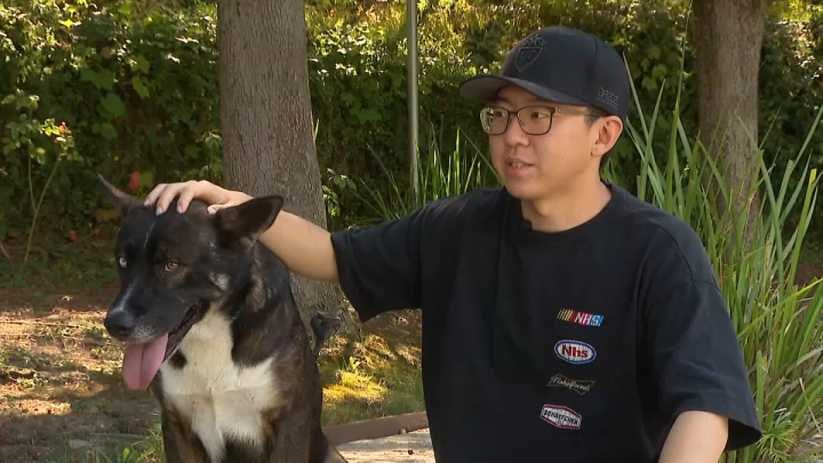 YouTuber rescues dog who stayed with owner after fatal crash NBC Los