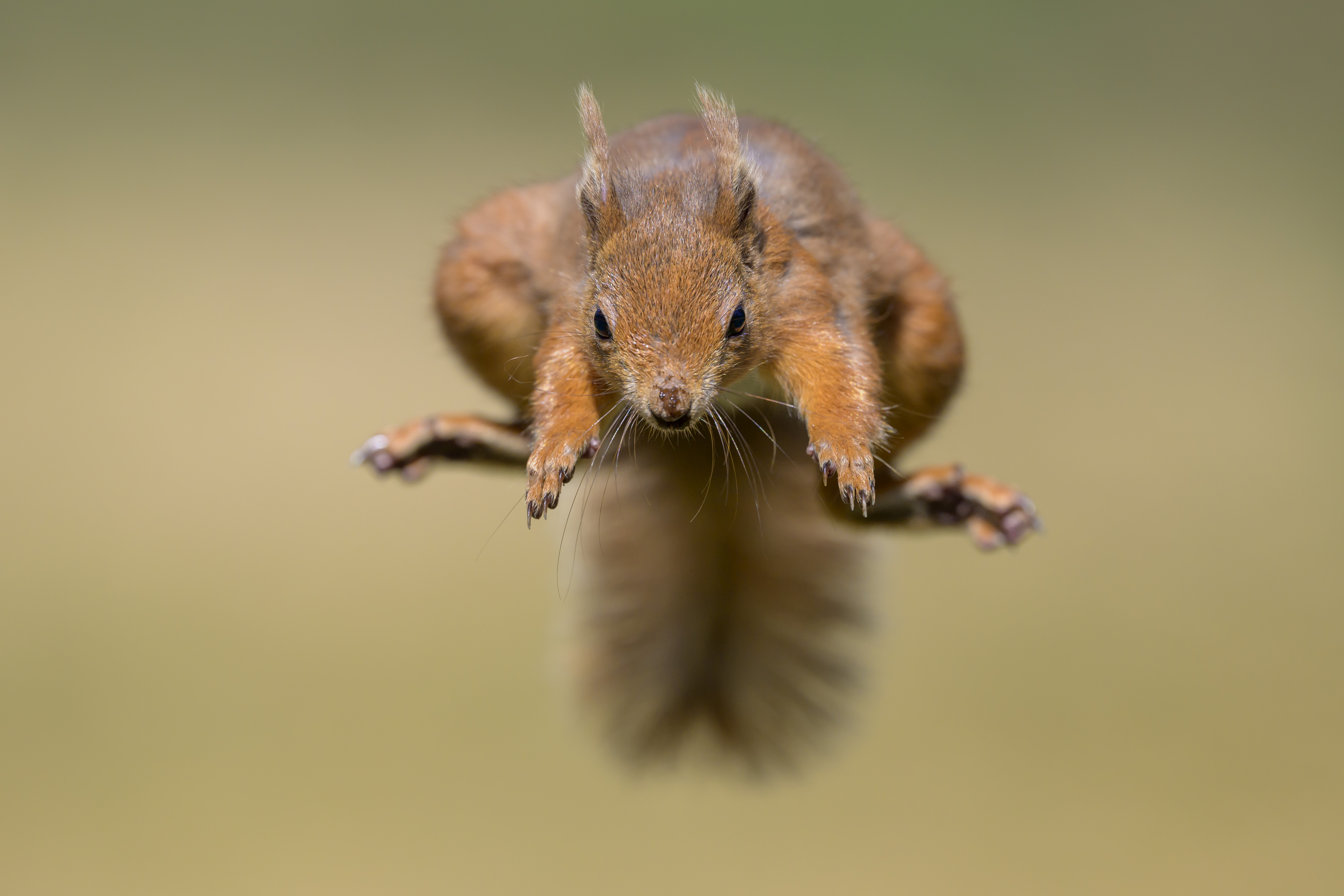 Marin Squirrel Attacks Multiple Residents; Two Hospitalized