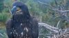 A young eagle, possibly Jackie and Shadow's baby, visited the Big Bear nest