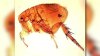 Health officials warn residents after flea-borne typhus outbreak in Pico-Union