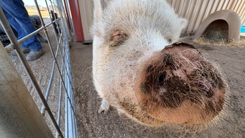 It's a pig