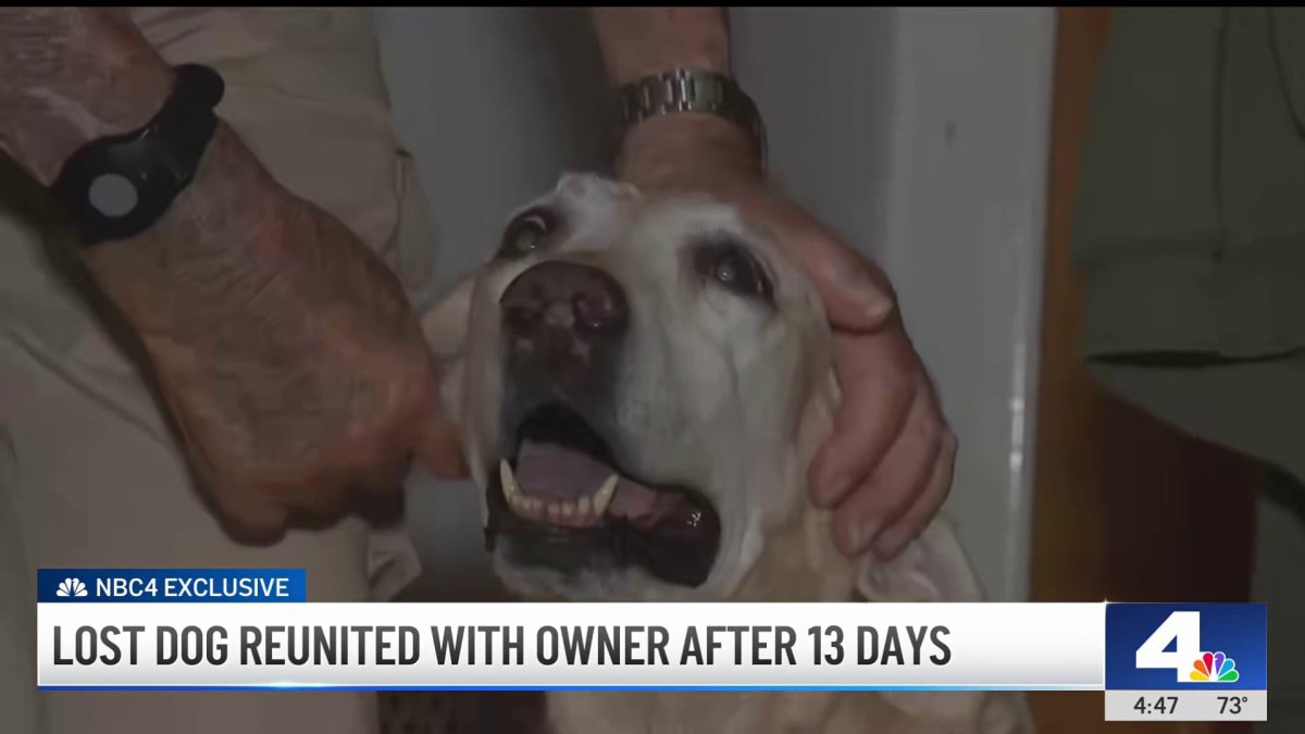 Elderly man reunites with Sunny, dog that was missing for 2 weeks – NBC ...