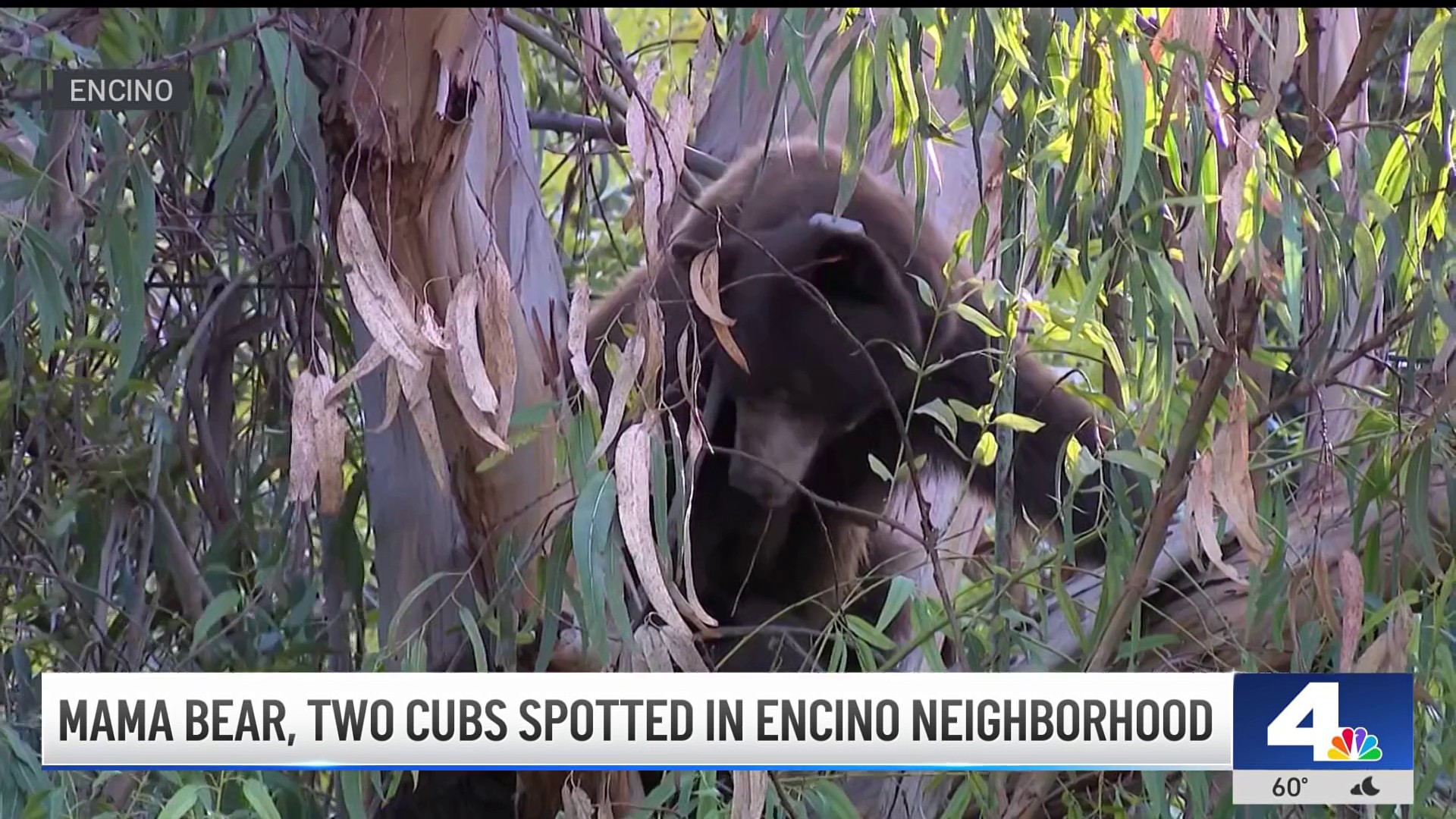 Yellow 2291: What we know about the bear family roaming LA County