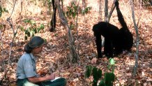 041816 03: Scientist Jane Goodall studies the behavior of a chimpanzee during her research February 15, 1987 in Tanzania. (Photo by Penelope Breese/Liaison)