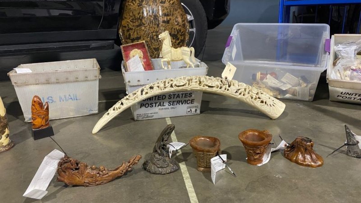 California Dept. of Fish and Wildlife Seizes Thousands of Elephant Ivory Pieces and Rhino Horns in Los Angeles Trafficking Bust
