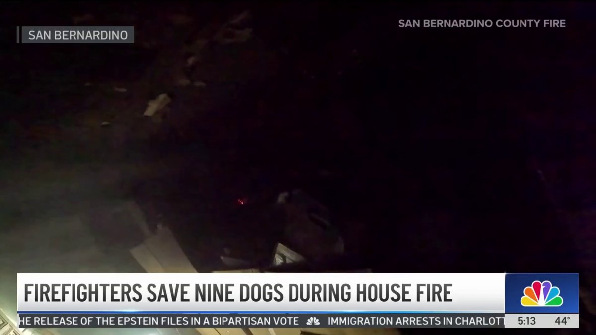 Firefighters save nine dogs in San Bernardino fire – NBC Los Angeles
