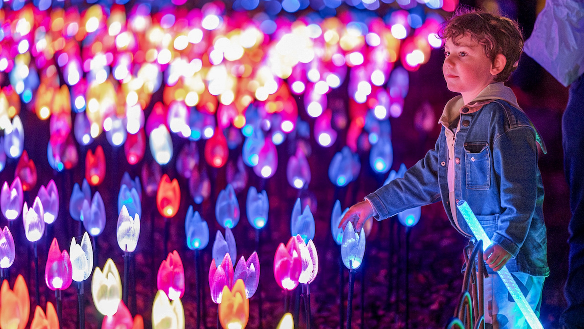 Glowing tulips are spectacularly sprouting at Descanso Gardens