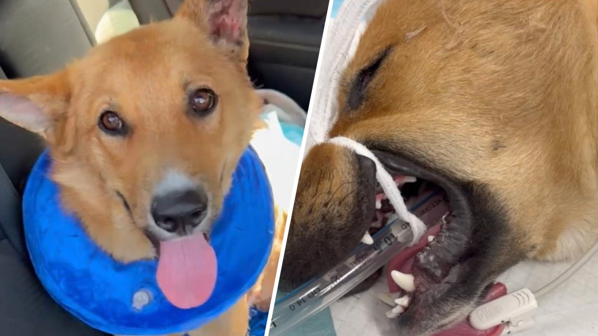 A dog is receiving 24/7 care after being set on fire in South LA on Halloween. Doctors said the dog, Luke, will be in the hospital for six weeks.