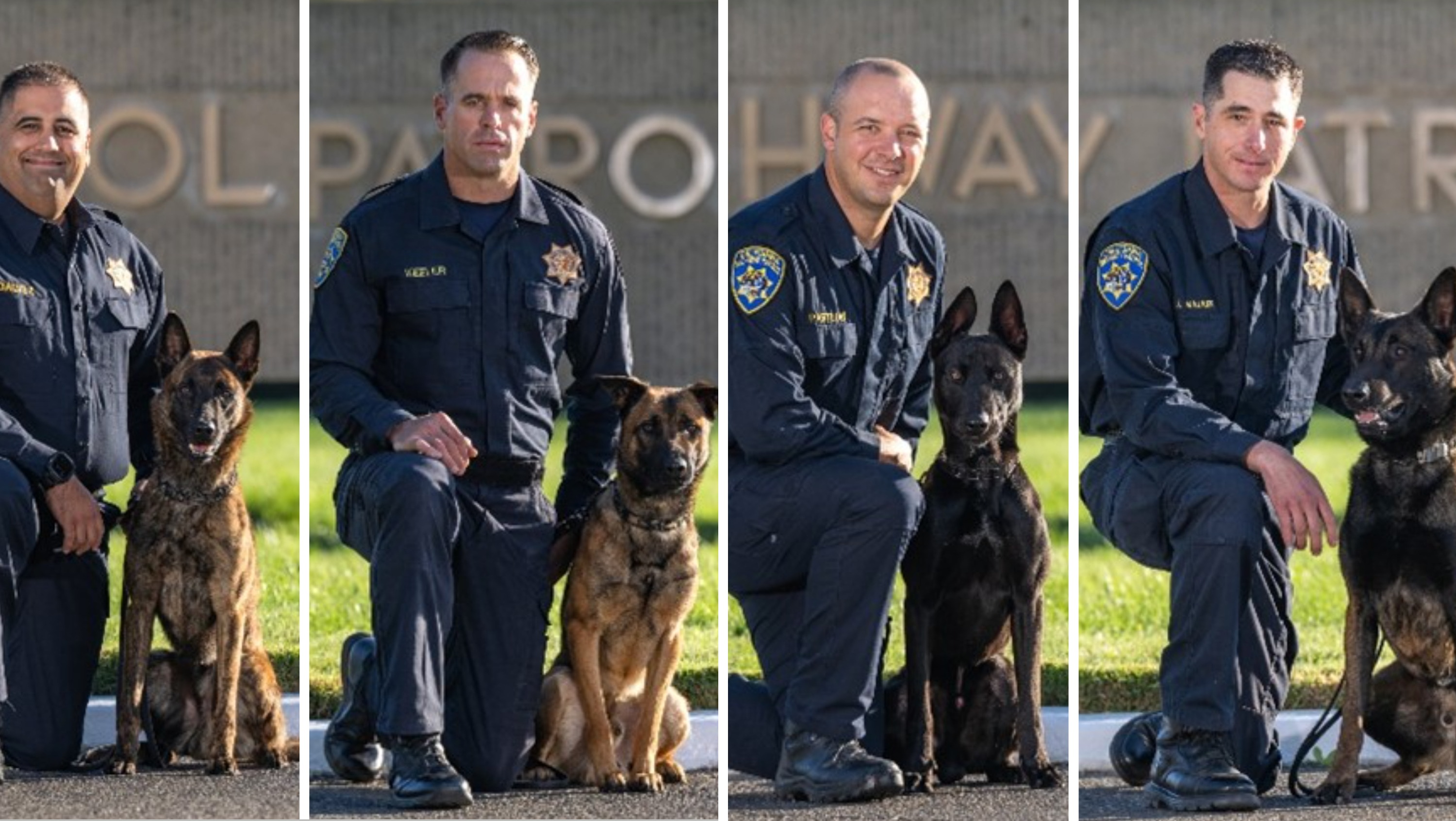 Meet CHP's newest K-9 officers: Jury, Judge , Jag and Oso – NBC