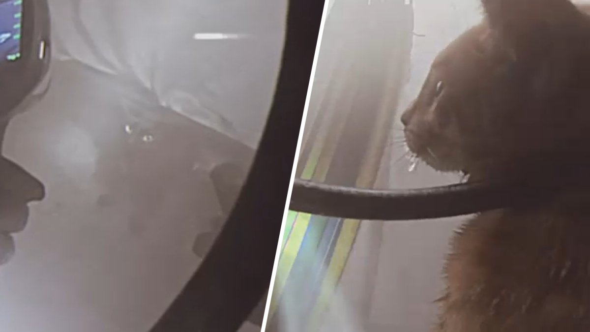 2 cats rescued from fiery apartment thanks to OC firefighters – NBC Los ...