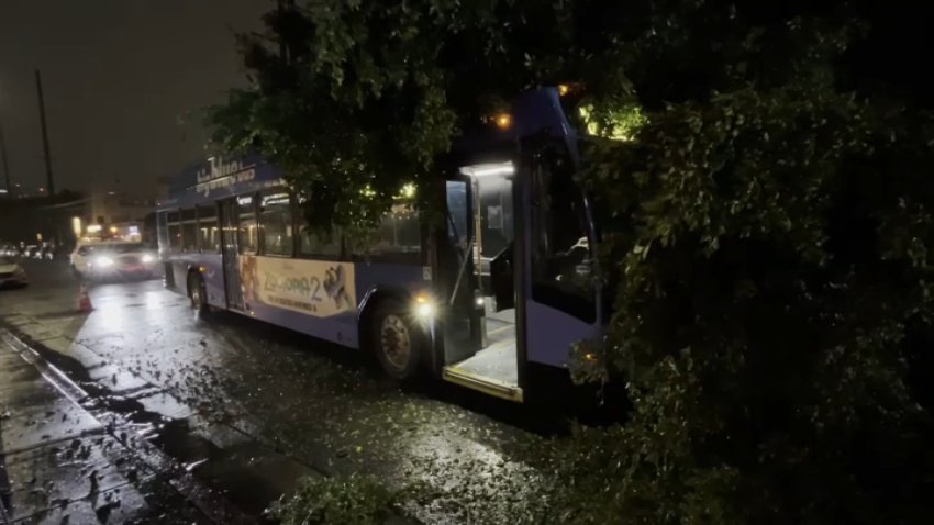 A large Ficus tree falls atop a bus and two other vehicles in Sawtelle on Friday, Nov. 15, 2025.